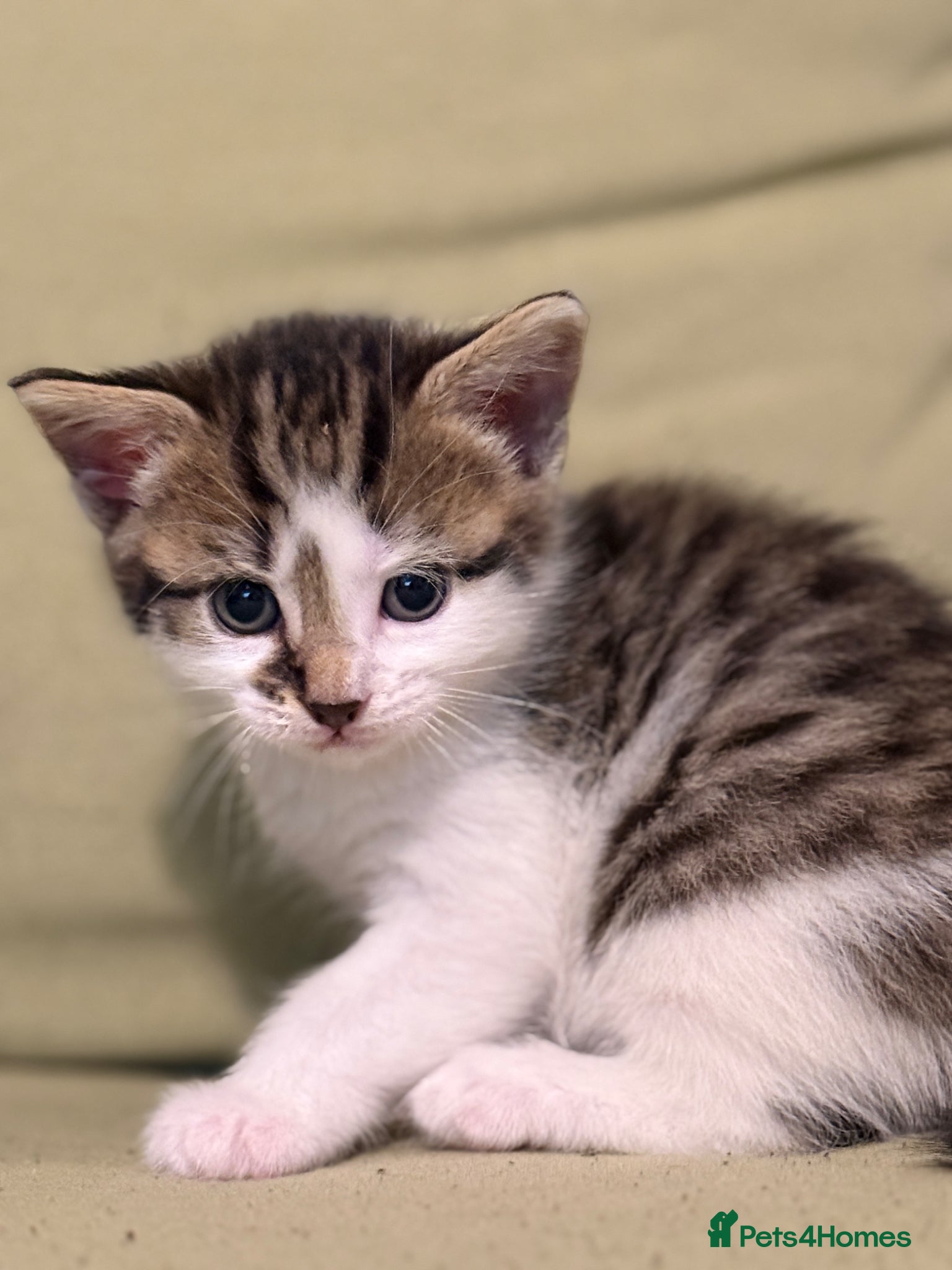 Scottish Fold cats Scottish Kittens Available for Sale😺 - Advert 12