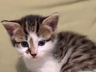 Scottish Fold cats Scottish Kittens Available for Sale😺 - Advert 12