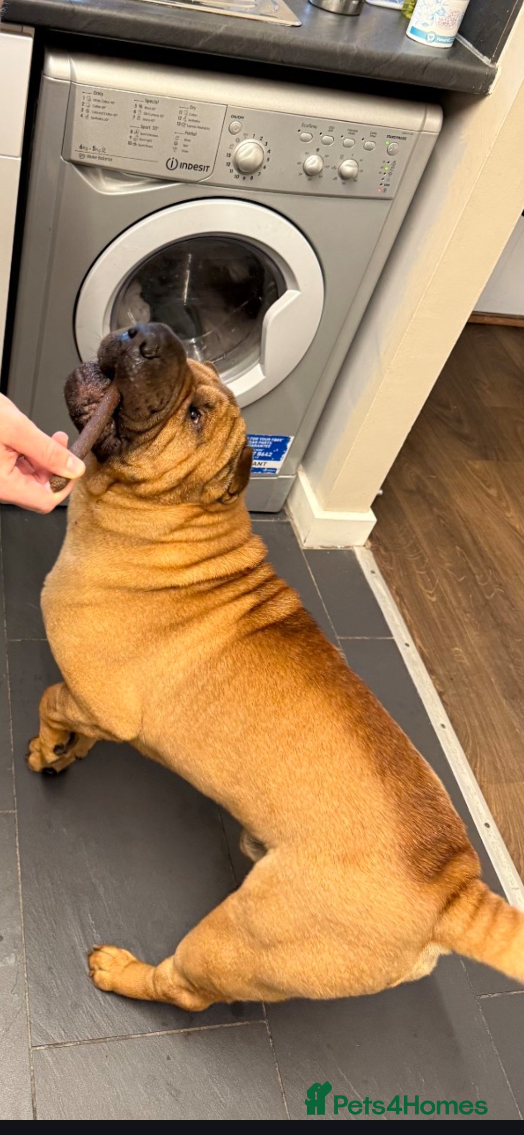 Shar Pei dogs 5 year old shar pei for rehome  in Wednesbury - Advert 1