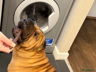 Shar Pei dogs 5 year old shar pei for rehome in Wednesbury - Advert 1