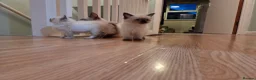 Ragdoll cats for sale: Purebred Ragdoll Kittens, Ready to Go - Advert 16