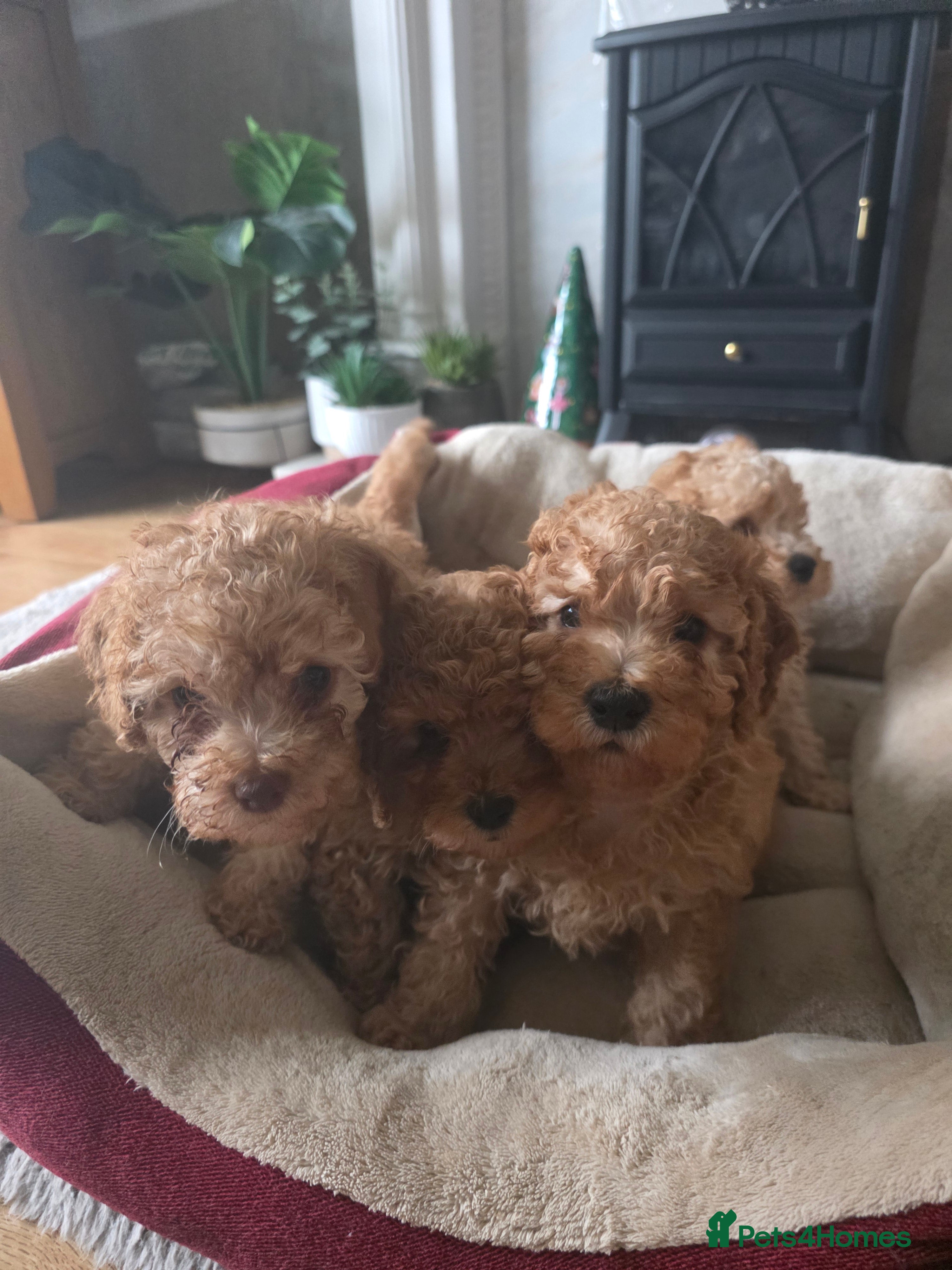 Cockapoo dogs Cream Cockapoo puppies - Advert 4