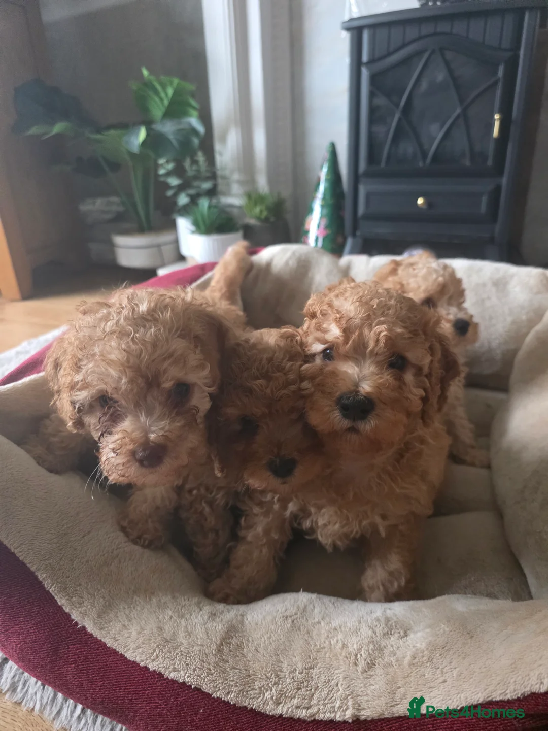 Cockapoo dogs for sale: Cream Cockapoo puppies - Advert 10