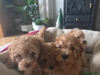 Cockapoo dogs Cream Cockapoo puppies - Advert 4