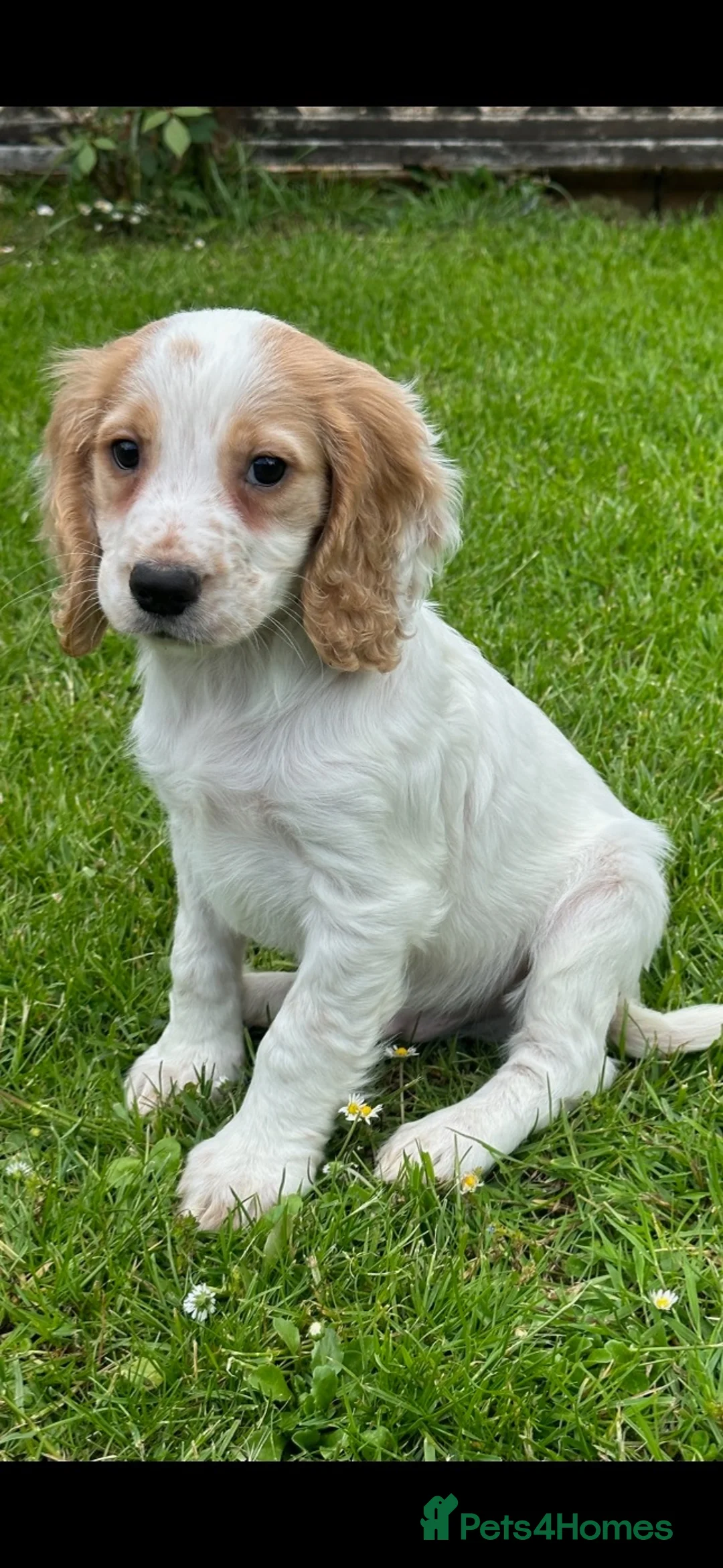 Cocker Spaniel dogs for sale: Working cocker spaniel puppy - Advert 1
