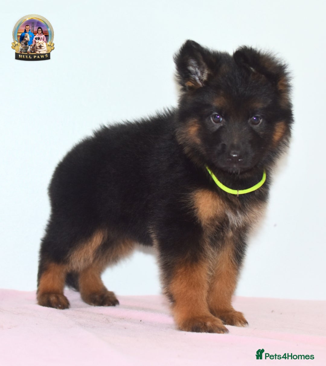 German Shepherd dogs for sale: German shepherd puppies  - Image 9