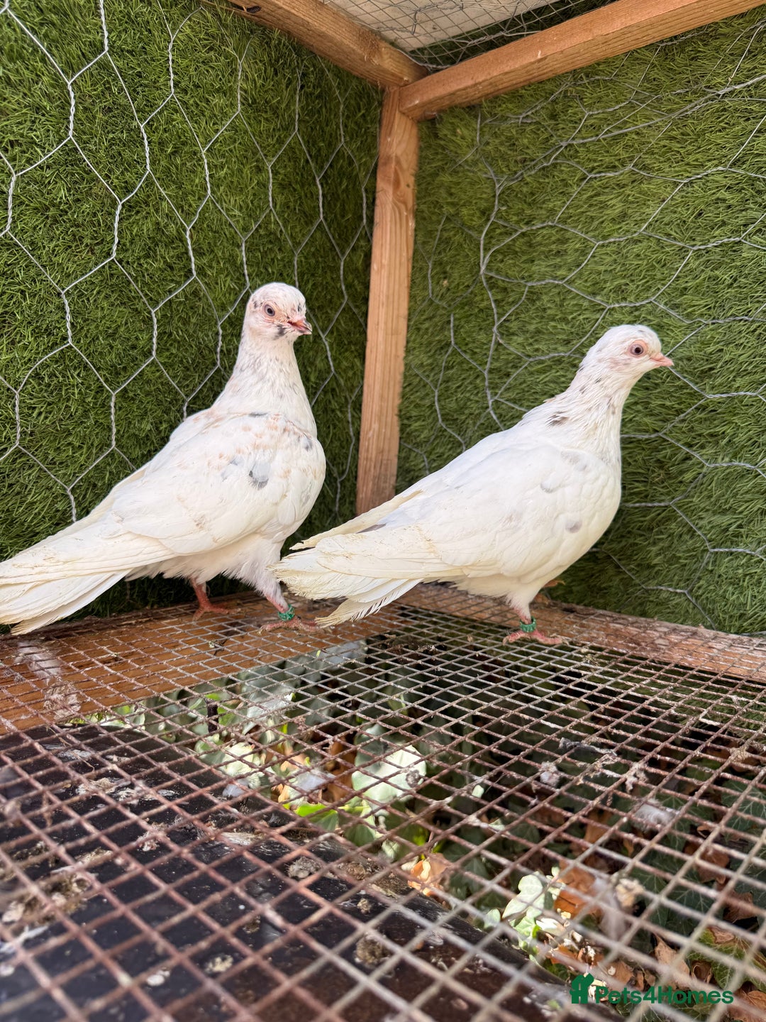 Pigeons birds for sale: Pigeons for sale - Image 11