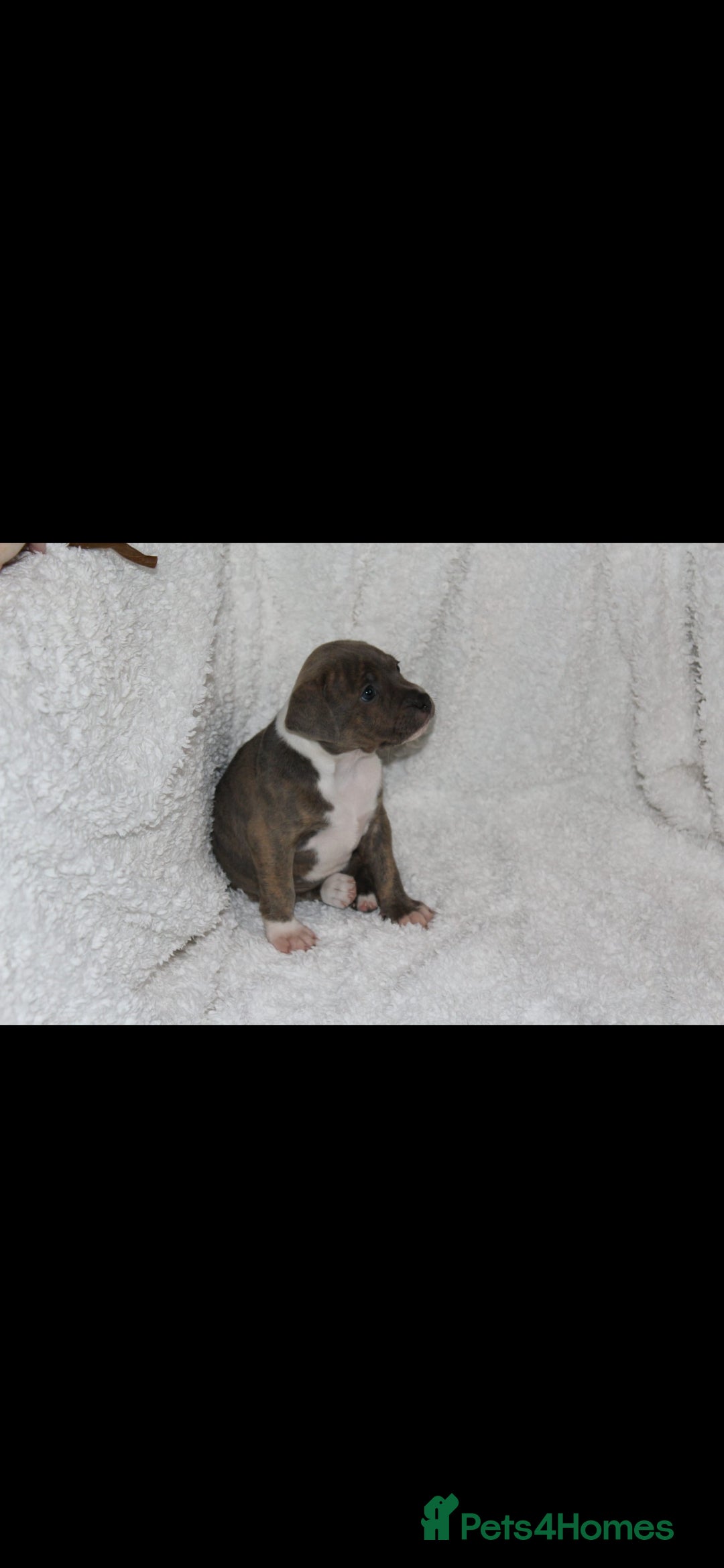 Staffordshire Bull Terrier dogs for sale: Staffy Puppies. Exceptional Temperament. - Advert 16