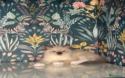 Ragdoll cats for sale: 🐱 💖 Stunning Ragdoll Kittens 💖 🐱  - Image 10