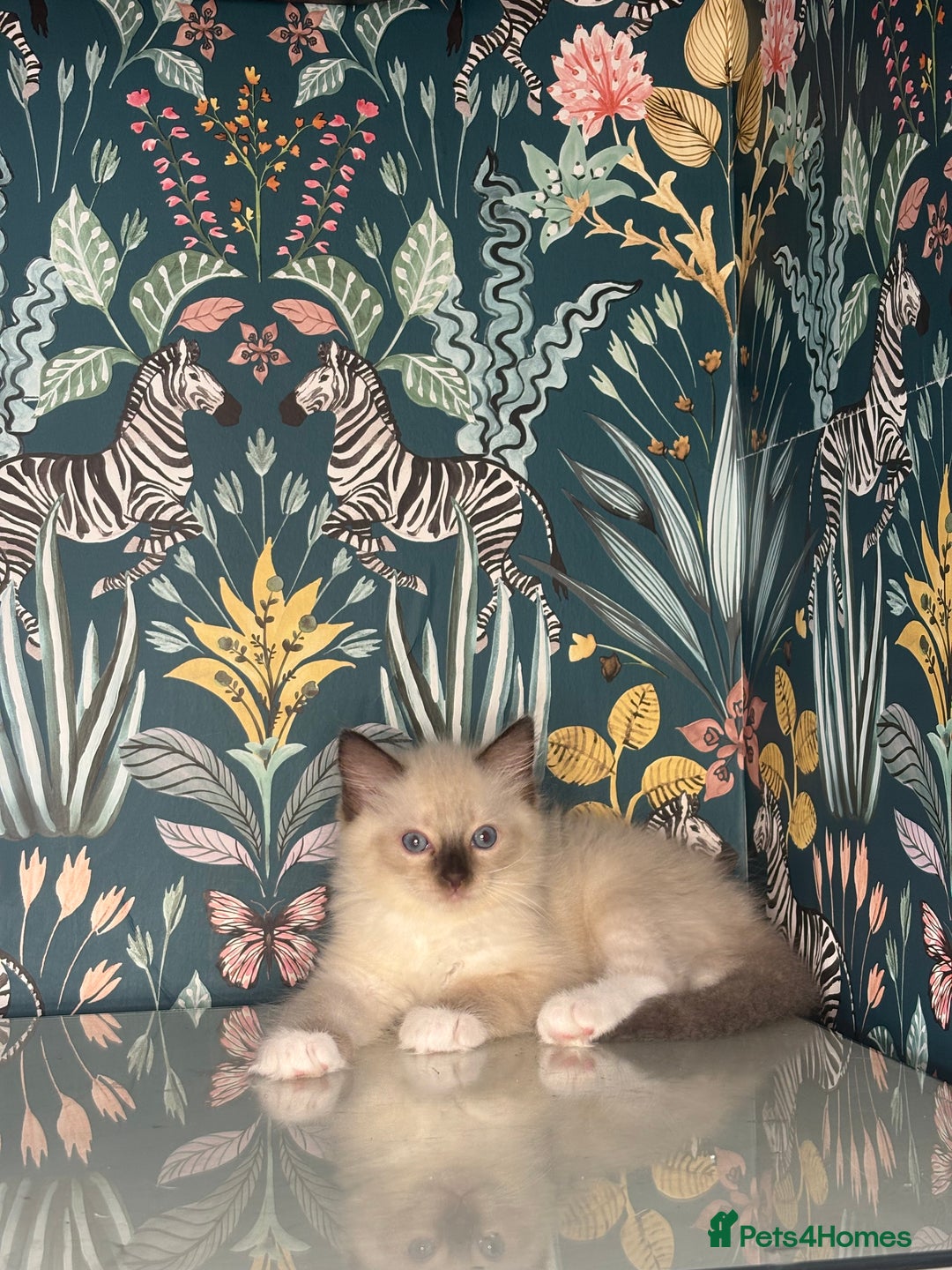Ragdoll cats for sale: 🐱 💖 Stunning Ragdoll Kittens 💖 🐱  - Image 10