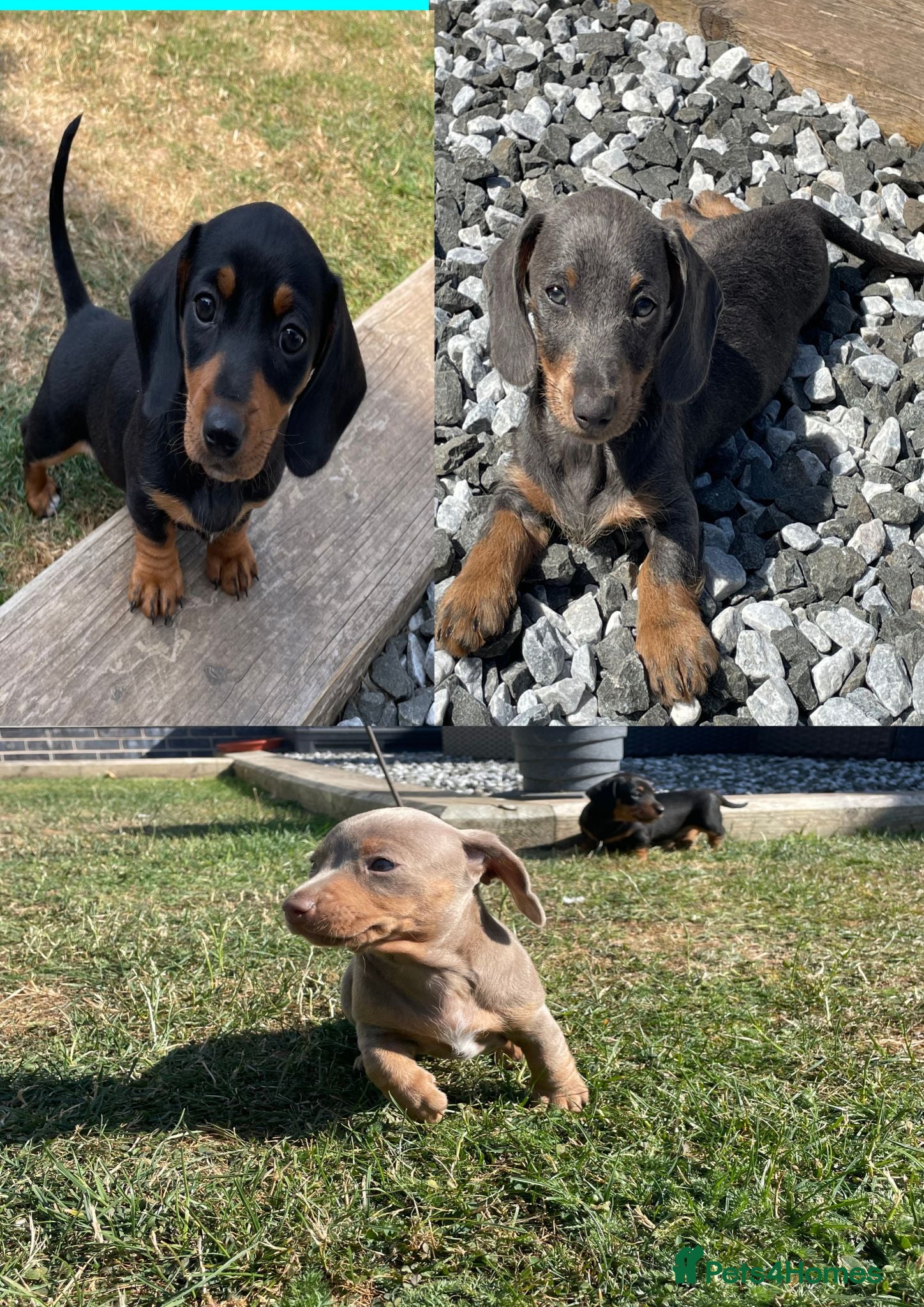 Dachshund dogs Ready Now!! - Miniature Dachshund Puppies - Advert 1