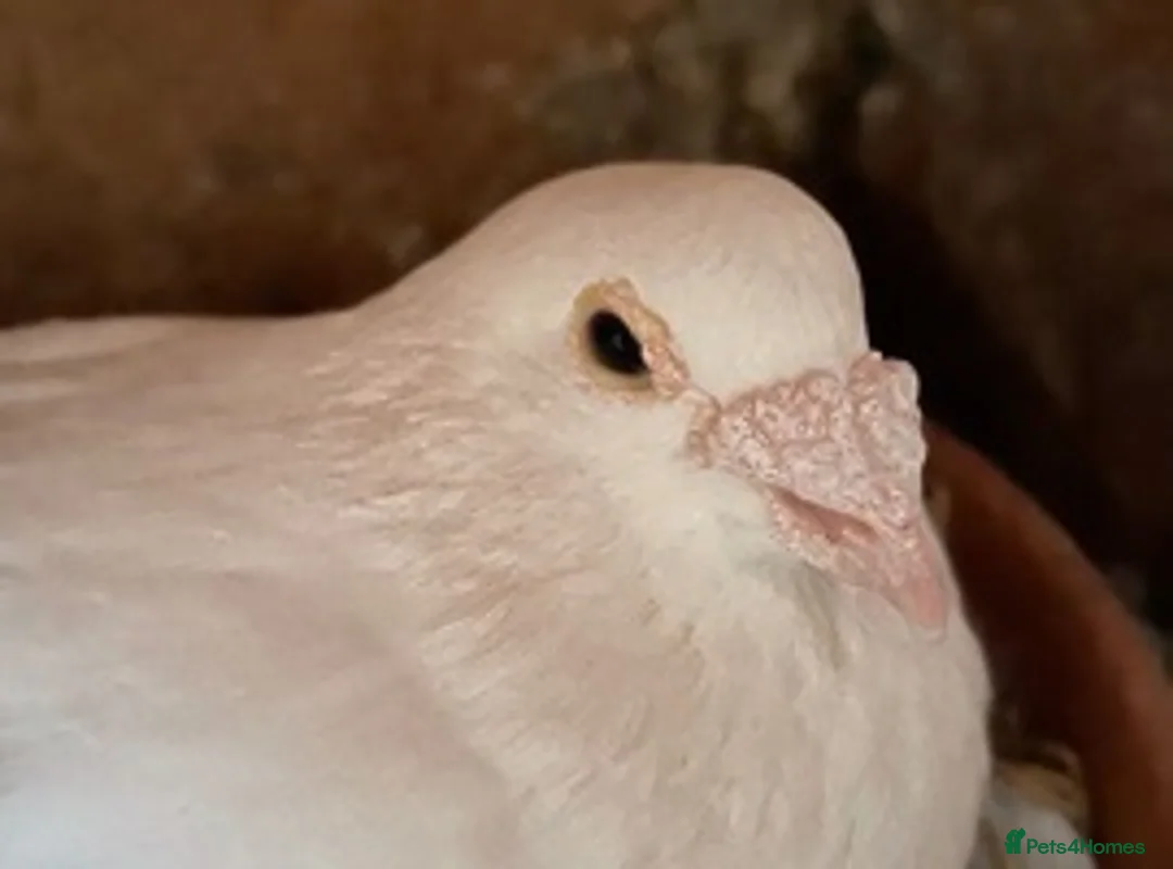 Pigeons birds for sale: WHITE RACING PIGEON  - Advert 1