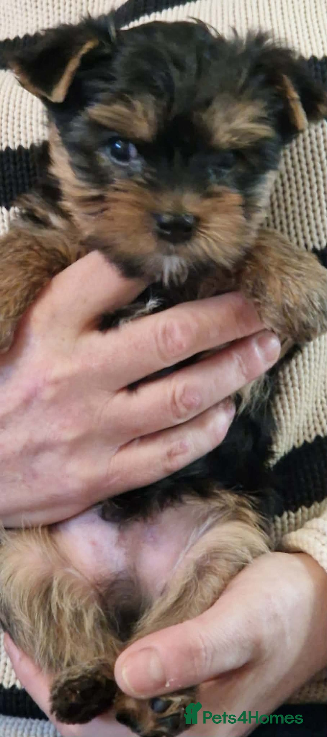 Yorkshire Terrier dogs for sale: Beautiful Quality Yorkshire Terrier Litter  - Advert 7