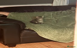 Mixed Breed cats for sale: 4 beautiful kittens  - Image 12