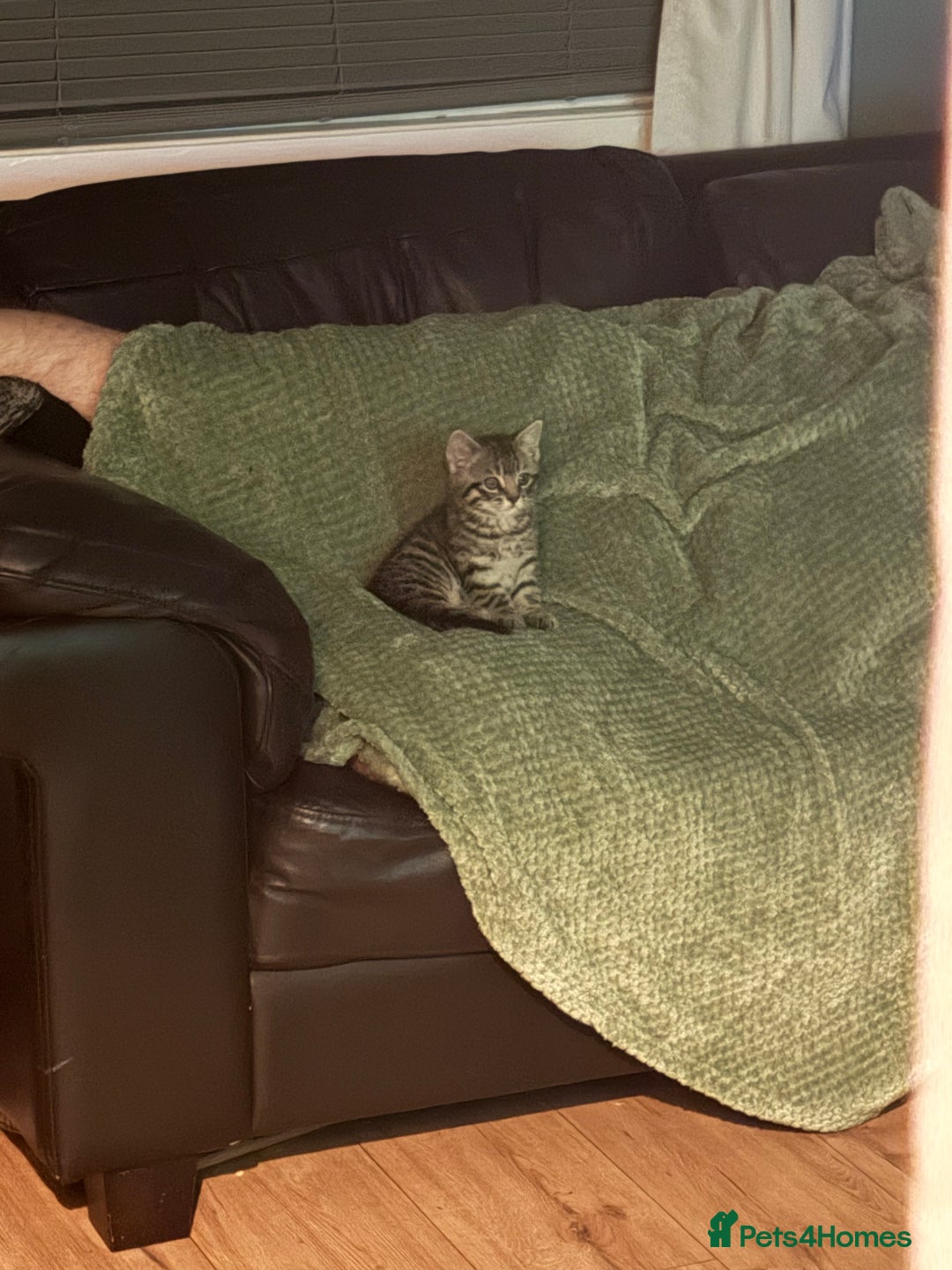 Mixed Breed cats for sale: 4 beautiful kittens  - Image 12