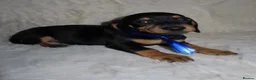 Dachshund dogs for sale: BEAUTIFUL DACHSHUND READY FOR FOREVER HOME!!! in Wolverhampton - Advert 18