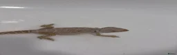 Bearded Dragon reptiles for sale: Bearded dragon with full vivarium set up  in Aldershot - Advert 8
