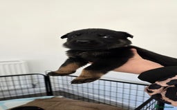 Mixed Breed dogs for sale: Rottweiler × german shepherd puppies - Image 19