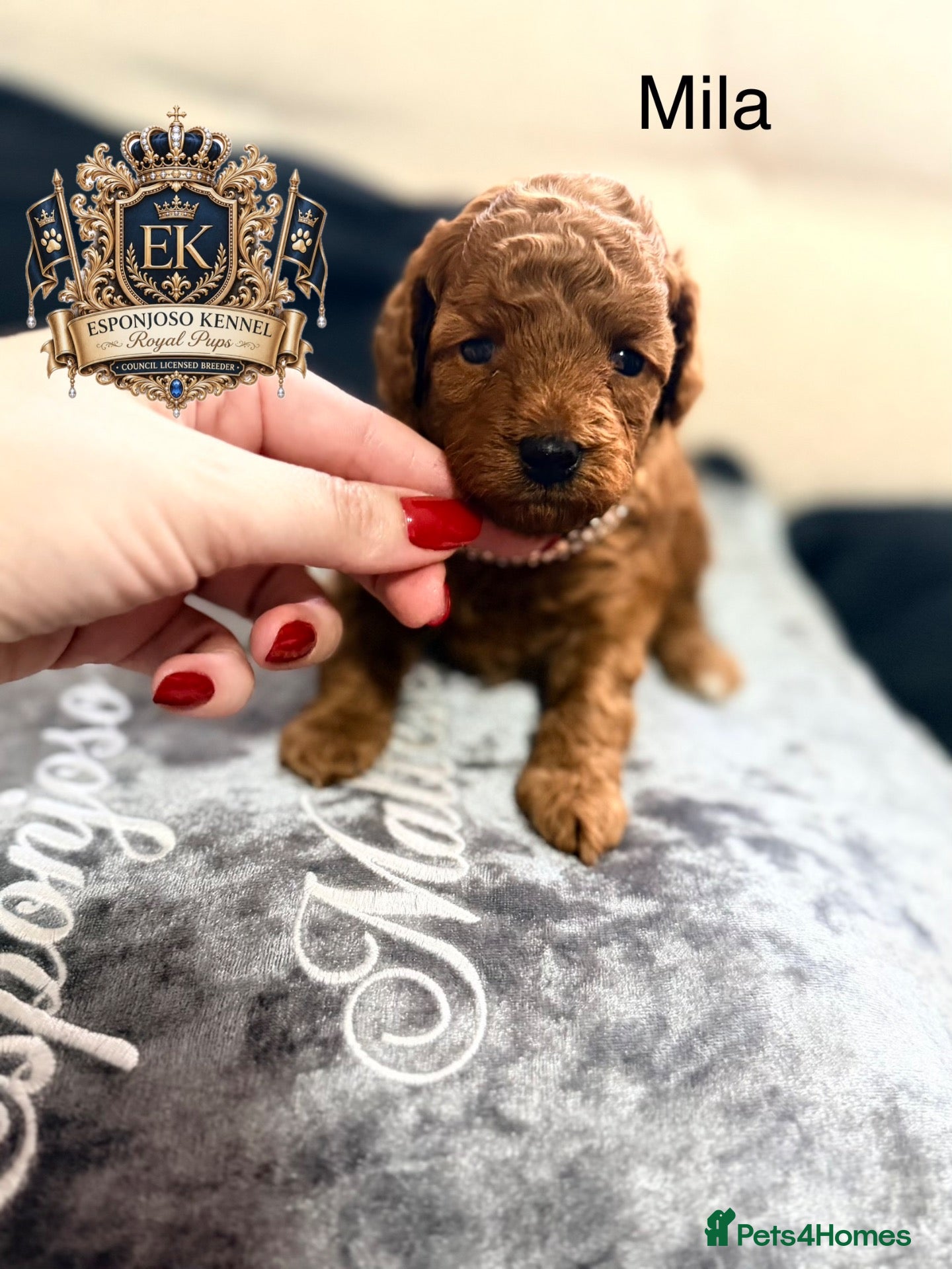 Toy Poodle dogs 5⭐️licensed ESPONJOSO tiny Half Asian Toy Poodle👑 - Advert 12