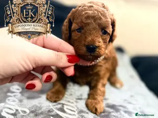 Toy Poodle dogs 5⭐️licensed ESPONJOSO tiny Half Asian Toy Poodle👑 - Advert 12