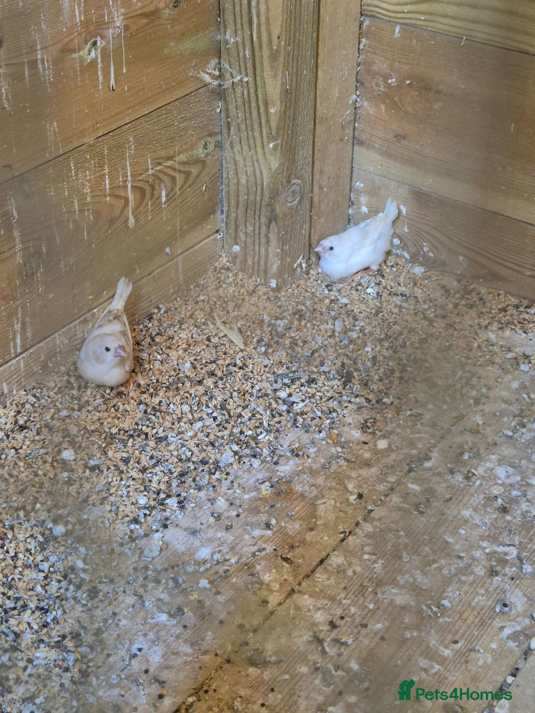 Finches birds for sale: Baby finches for sale - Advert 1