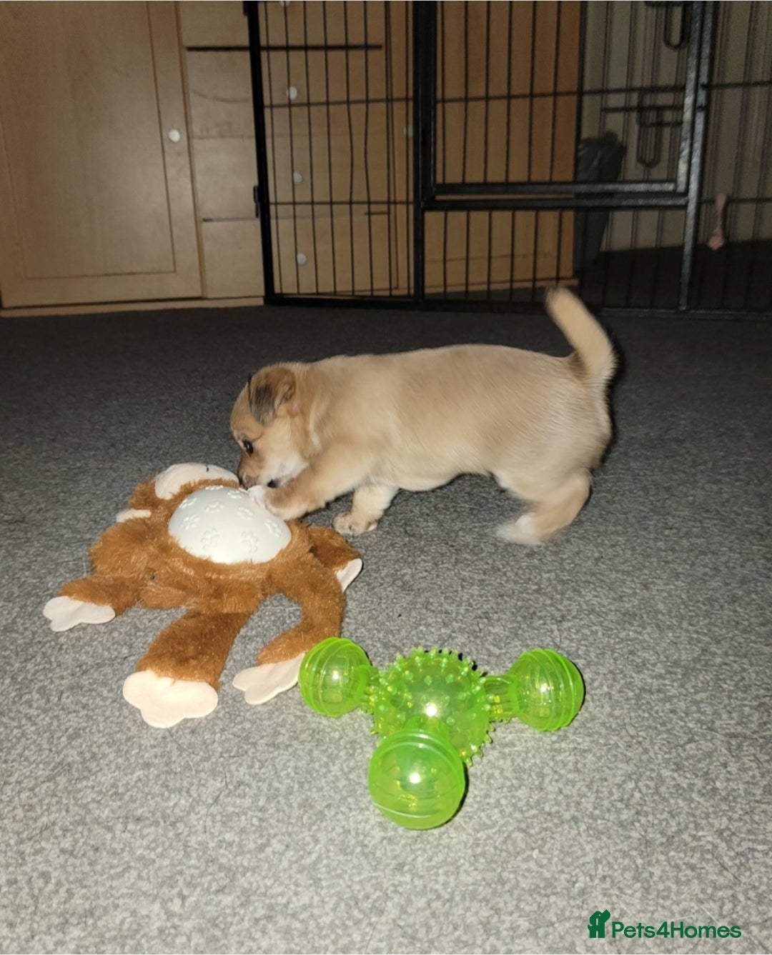 Mixed Breed dogs for sale: Chihuahua jack Russell boy puppy - Advert 9