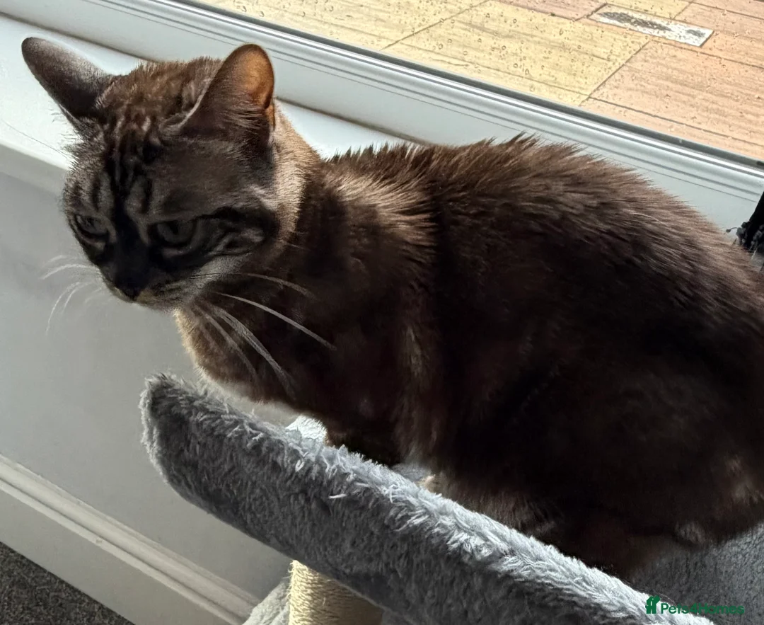 Bengal cats for sale: Bengal Sisters - Advert 4