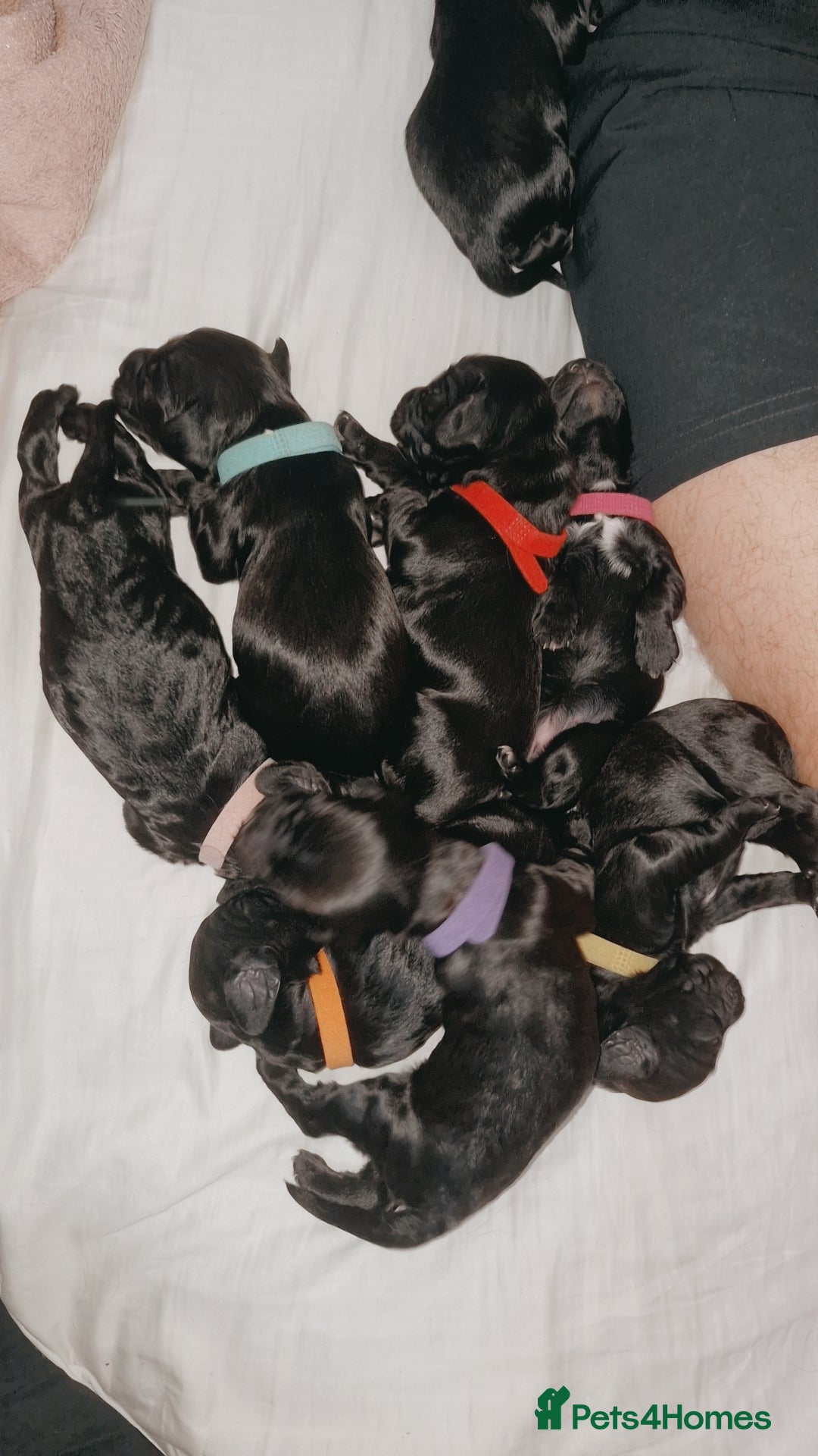 Sproodle dogs for sale: Sproodle f1b puppies - Advert 4