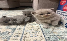 British Shorthair cats for sale: Gorgeous British shorthairs for sale  - Image 1