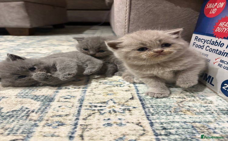 British Shorthair cats - Advert 7