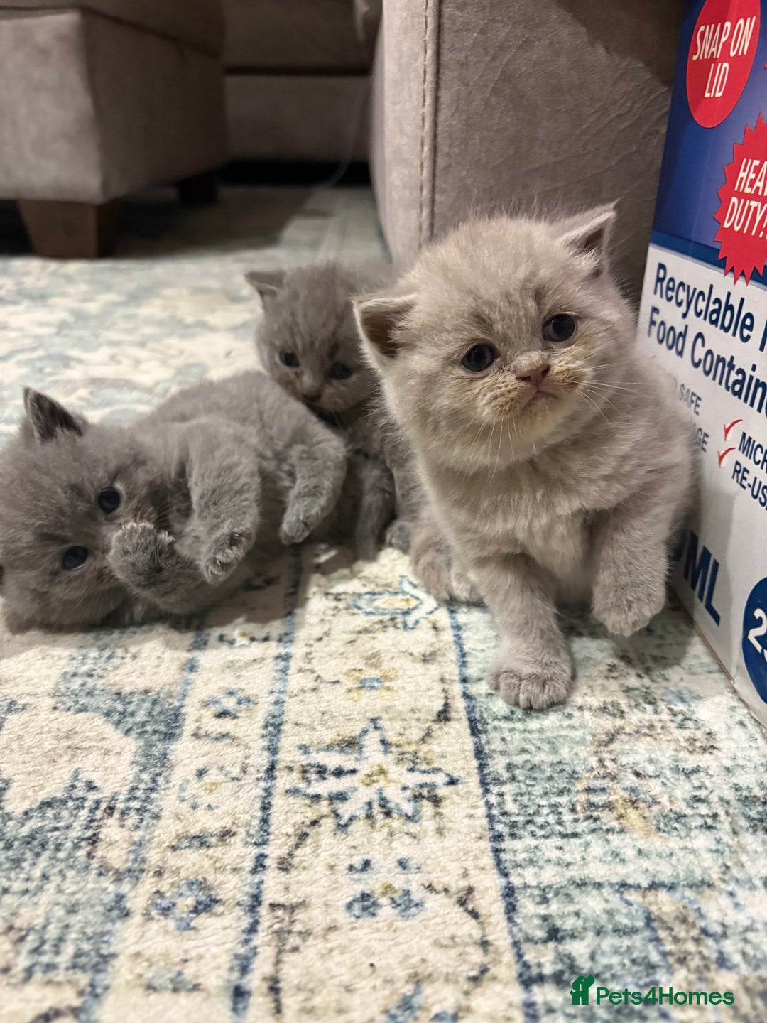 British Shorthair cats for sale: Gorgeous British shorthairs for sale  - Image 1