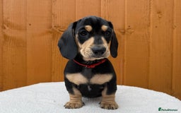 Dachshund dogs for sale: Black & Cream, Chocolate & Cream Dachshund Puppies - Image 10