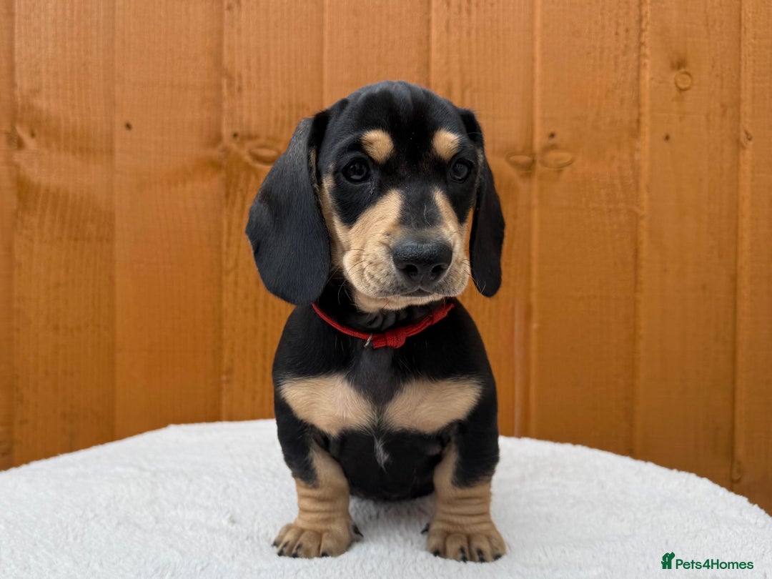 Dachshund dogs for sale: Black & Cream, Chocolate & Cream Dachshund Puppies - Image 10