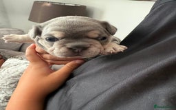 French Bulldog dogs for sale: French Bulldogs - Image 1