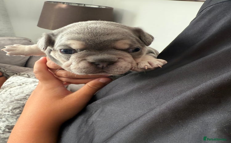 French Bulldog dogs - Advert 2