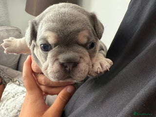 French Bulldog dogs - Advert 1