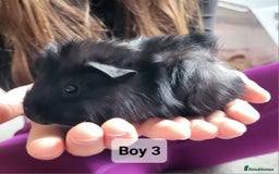 Guinea Pig rodents for sale: Male guinea pigs - Image 5