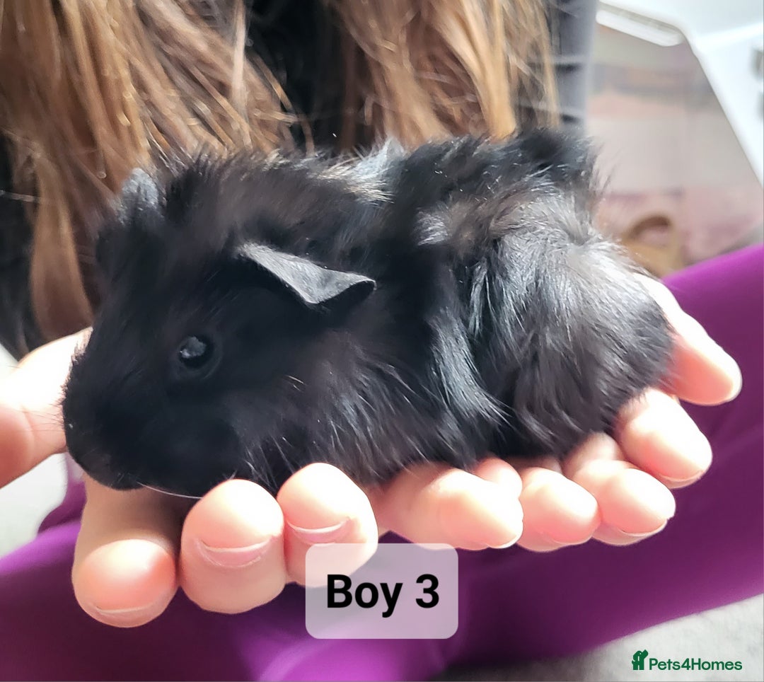 Guinea Pig rodents for sale: Male guinea pigs - Image 5
