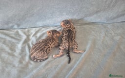 Bengal cats for sale: 2 Gorgeous Bengal - Image 4