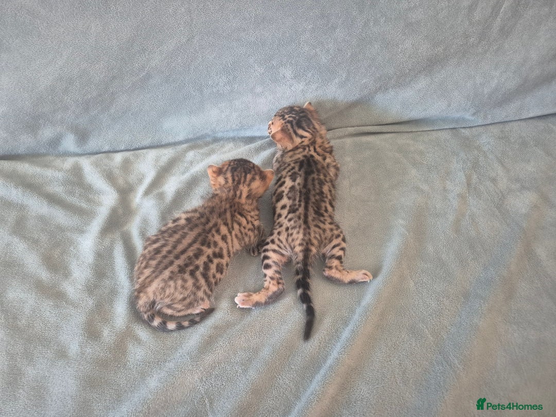 Bengal cats for sale: 2 Gorgeous Bengal - Image 4