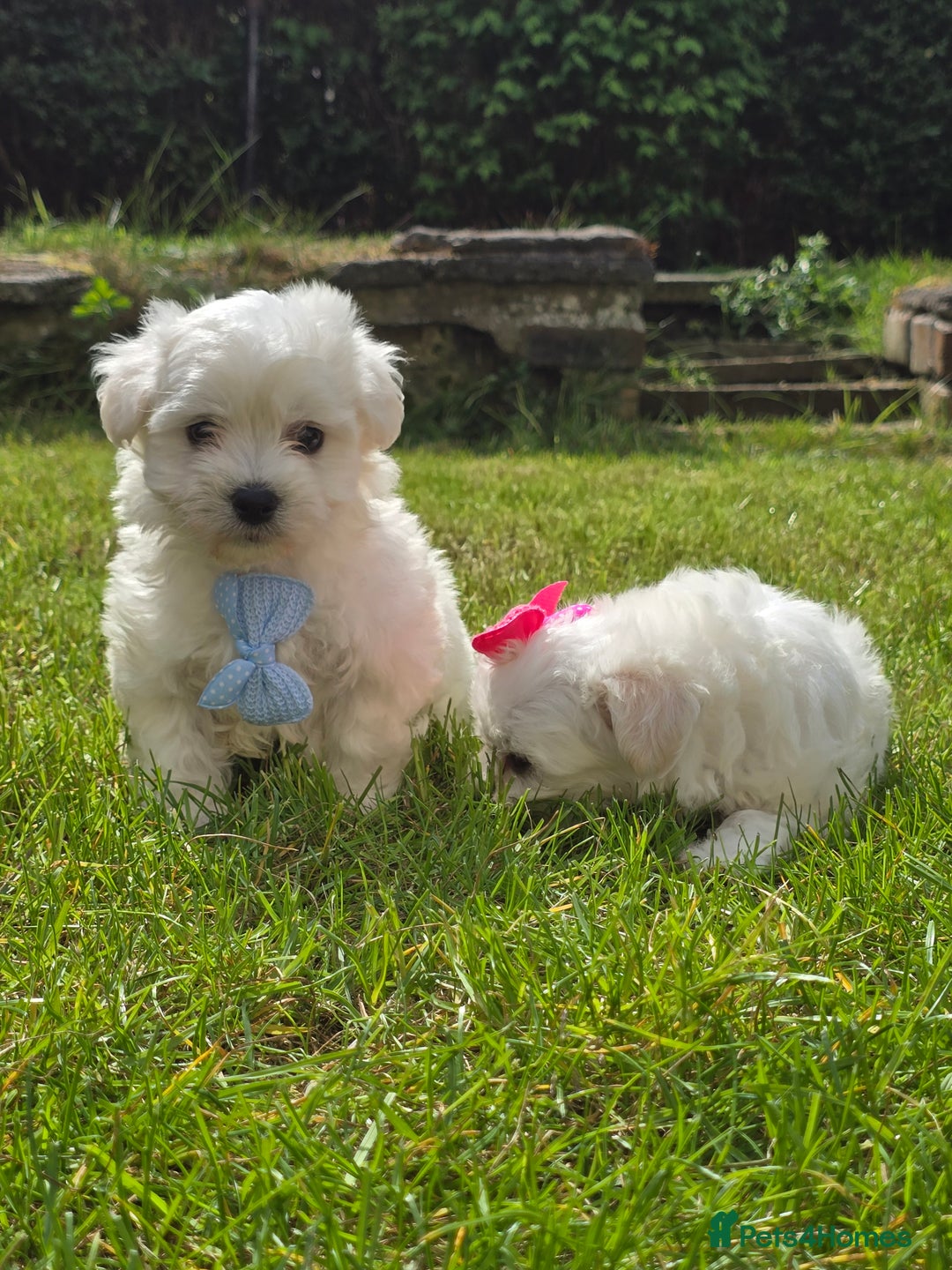 Maltese dogs for sale: ✨️Tiny Maltese. Only 2 boys and 1 girl left✨️ - Image 4