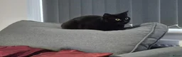 Domestic Shorthair cats for adoption: Mia, looking for an OUTDOOR / FARM home - Advert 2