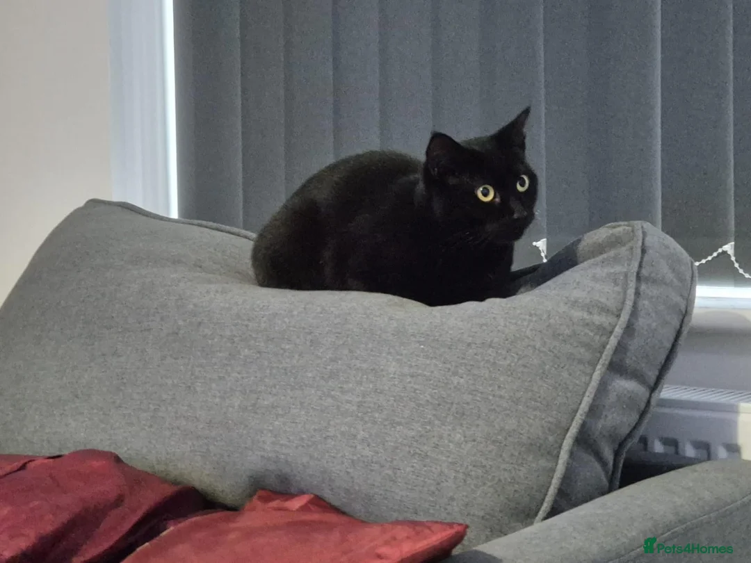 Domestic Shorthair cats for adoption: Mia, looking for an OUTDOOR / FARM home - Advert 2