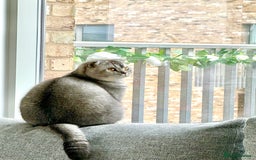 Scottish Fold cats for sale: Scottish fold boy for rehome 🙂 - Image 1