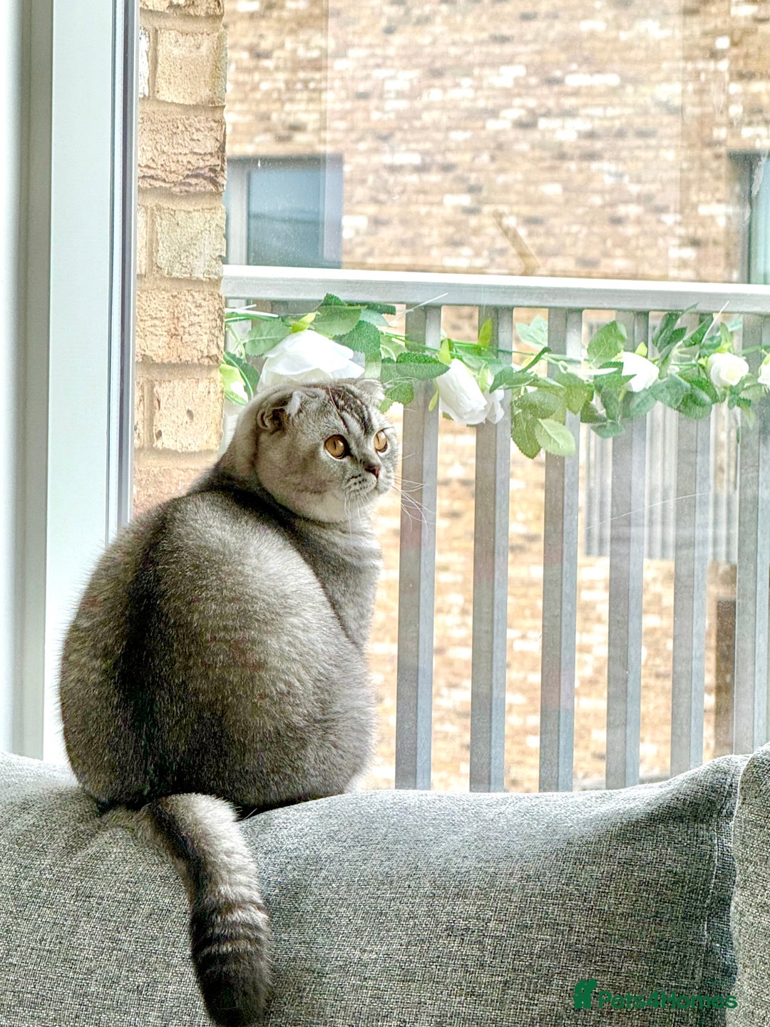 Scottish Fold cats for sale: Scottish fold boy for rehome 🙂 - Image 1