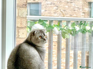 Scottish Fold cats for sale - Advert 1