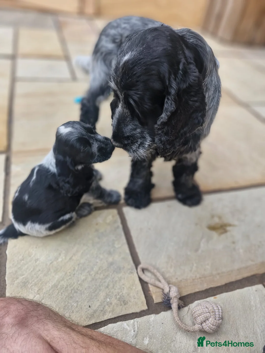 Cocker Spaniel dogs for sale: Gorgeous show Cockers - 1 boy and 1 girl - Advert 2