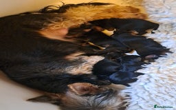 Yorkshire Terrier dogs for sale: Pedigree Yorkshire terrier puppy's  - Advert 17