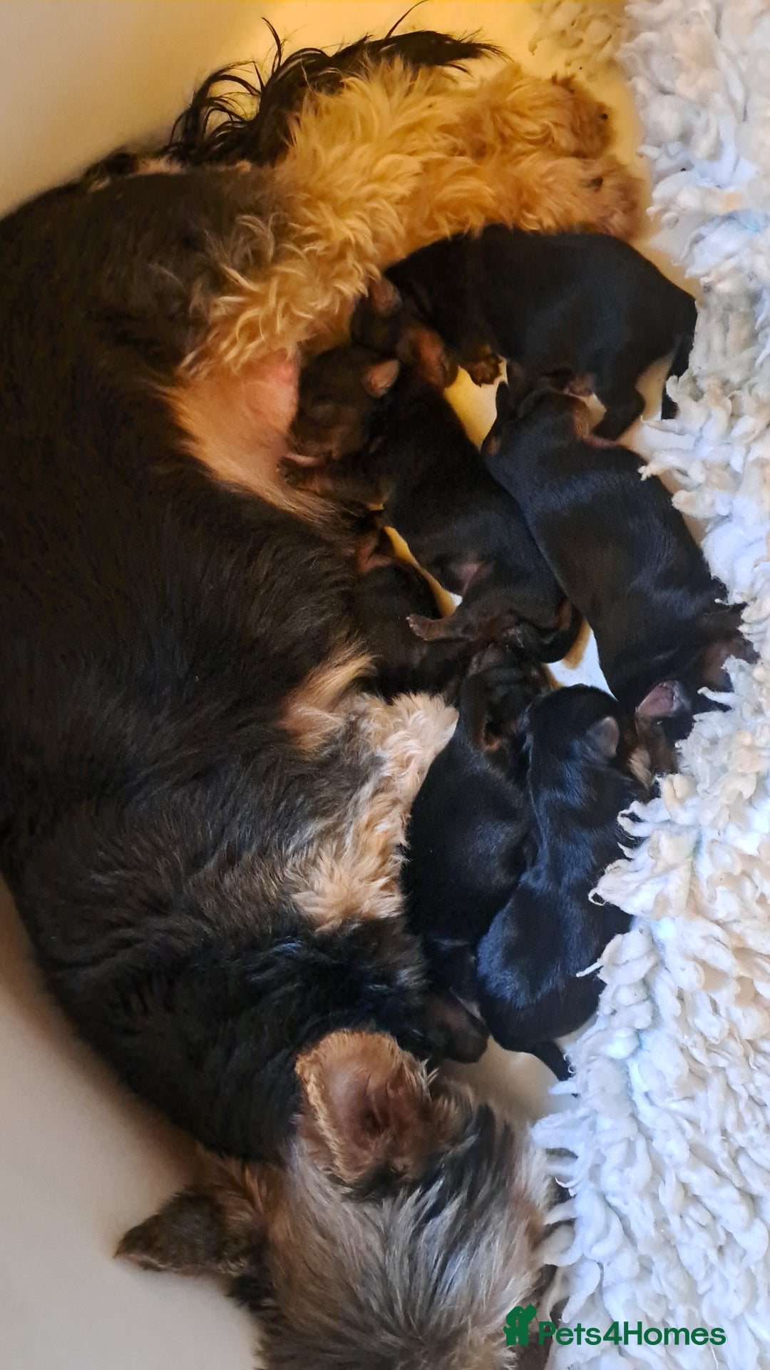 Yorkshire Terrier dogs for sale: Pedigree Yorkshire terrier puppy's  - Advert 17