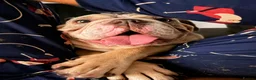 English Bulldog dogs for sale: English bulldog female ( Winnie ) in Winsford - Advert 3